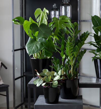 Zamioculcas i sort potte Zamioculcas i sort potte